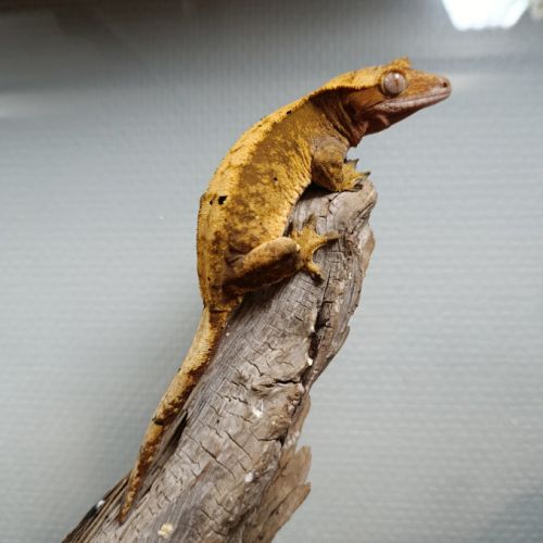 Gecko à crête #6