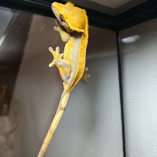 Gecko à crête #8