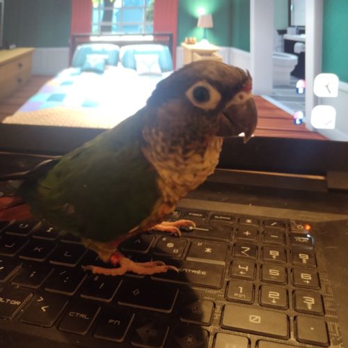 Très gentille conure #2