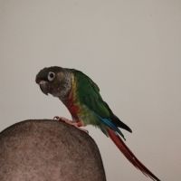 Très gentille conure