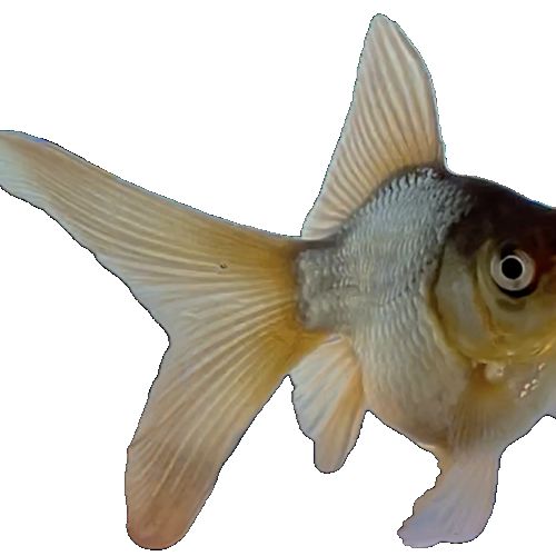 Voile de chine (ryukin -fantail) queue simple #1