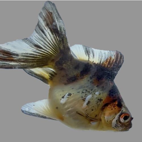 Voile de chine (ryukin -fantail) queue simple