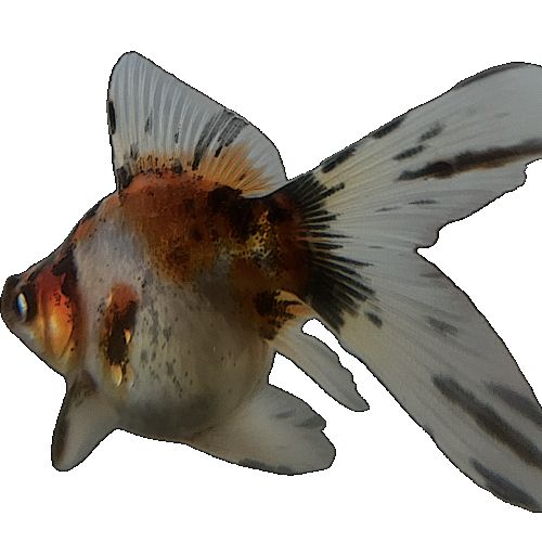 Voile de chine (ryukin -fantail) queue simple #3