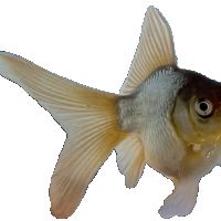 Voile de chine (ryukin -fantail) queue simple #1