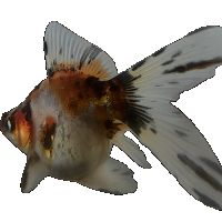 Voile de chine (ryukin -fantail) queue simple #3