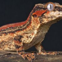 Gecko gargouille orange #0