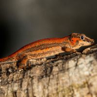 Gecko gargouille orange #2