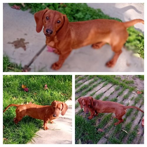 A vendre femelle teckel naine poil ras fauve #1