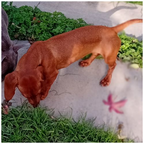 A vendre femelle teckel naine poil ras fauve #2