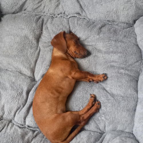 A vendre femelle teckel naine poil ras fauve #3