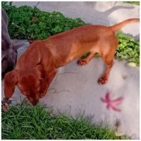 A vendre femelle teckel naine poil ras fauve #2