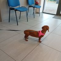 A vendre femelle teckel naine poil ras fauve