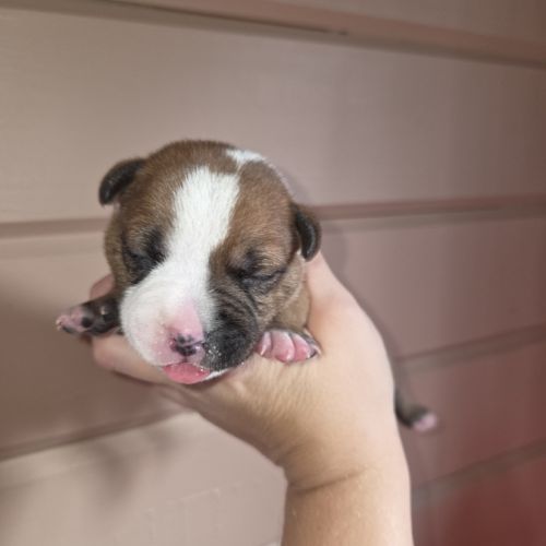 Staffordshire bull terrier,  staffie,  staffy #0