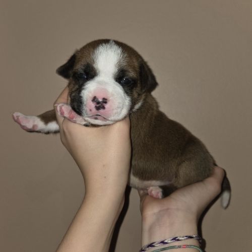 Staffordshire bull terrier,  staffie,  staffy #0