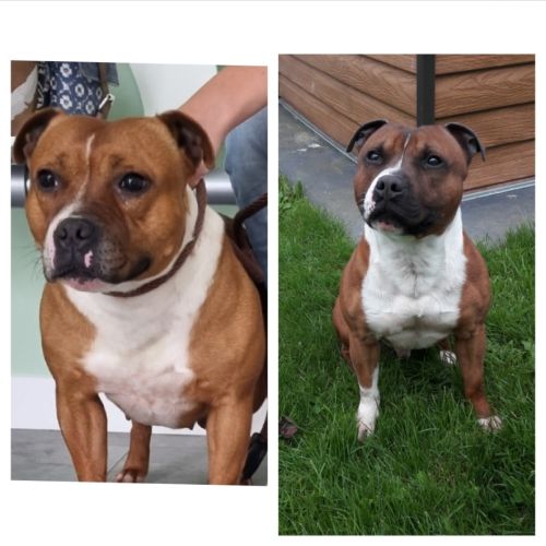 Staffordshire bull terrier,  staffie,  staffy #3