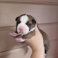 Staffordshire bull terrier,  staffie,  staffy #1