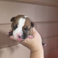 Staffordshire bull terrier,  staffie,  staffy