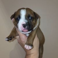 Staffordshire bull terrier,  staffie,  staffy #3