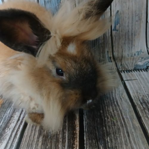 Jolie lapine tête de lion #1