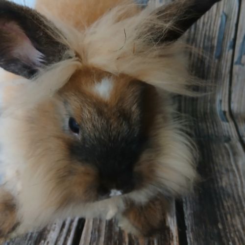 Jolie lapine tête de lion #0