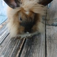 Jolie lapine tête de lion #3