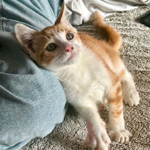 Huggy, chaton heureux de trouver des caresses #0