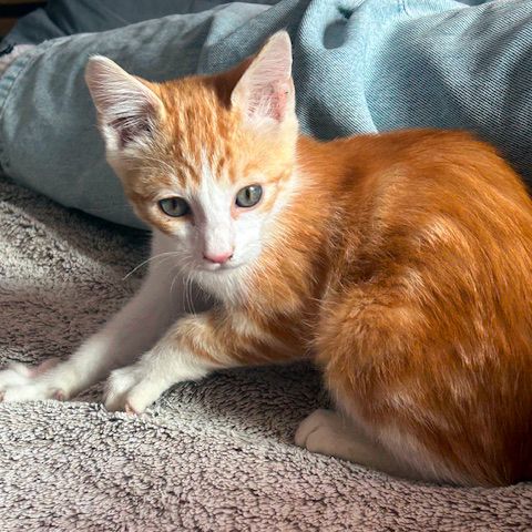 Huggy, chaton heureux de trouver des caresses #2