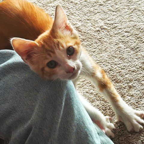 Huggy, chaton heureux de trouver des caresses #3