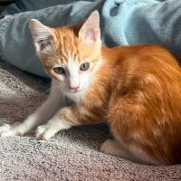 Huggy, chaton heureux de trouver des caresses #2