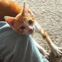 Huggy, chaton heureux de trouver des caresses #3