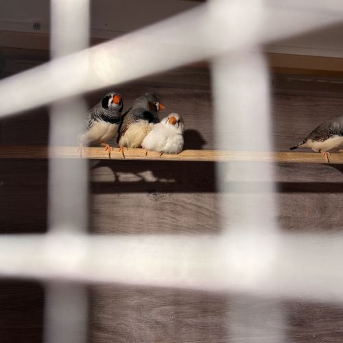 Diamants mandarins don #0