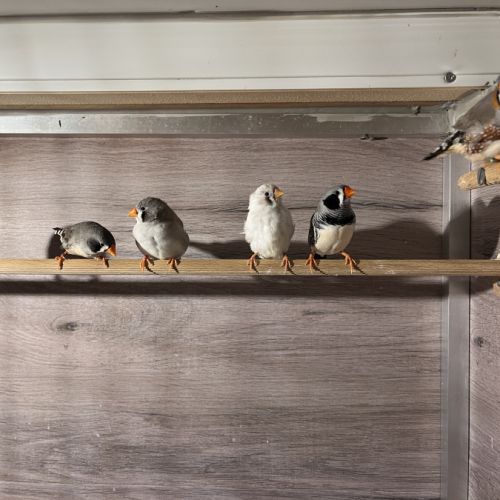 Diamants mandarins don #2