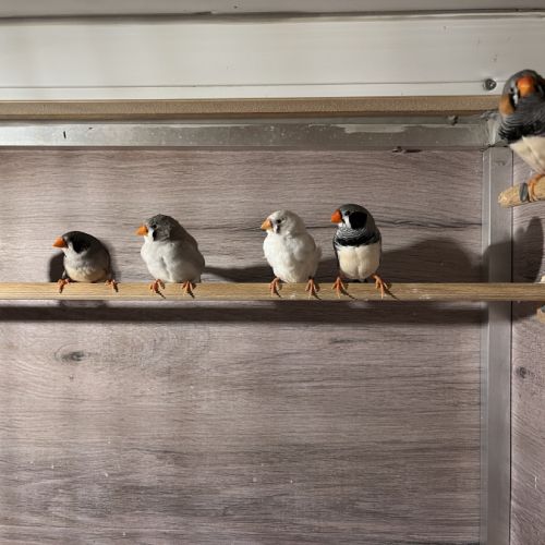 Diamants mandarins don #3