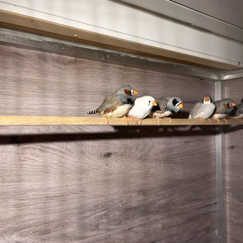 Diamants mandarins don #4