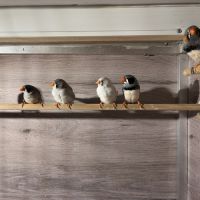 Diamants mandarins don #3