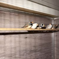 Diamants mandarins don #4