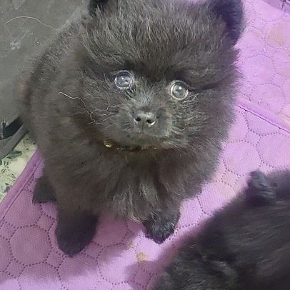 Chiot male spitz nain - pomeranian #2