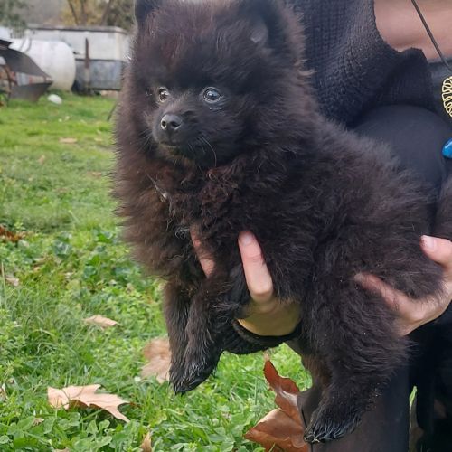 Chiot male spitz nain - pomeranian