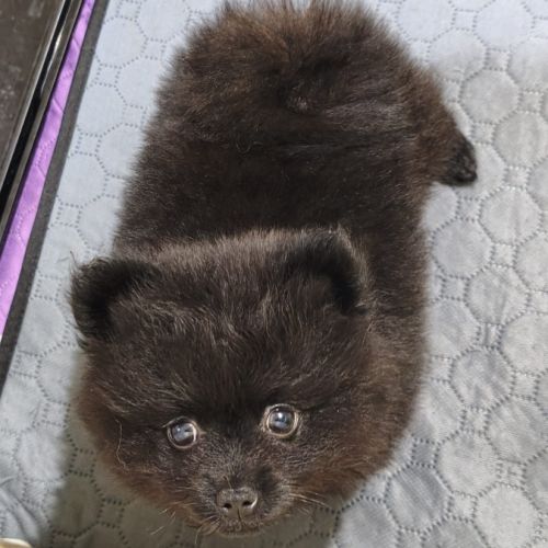 Chiot male spitz nain - pomeranian #0