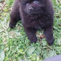 Chiot male spitz nain - pomeranian #1