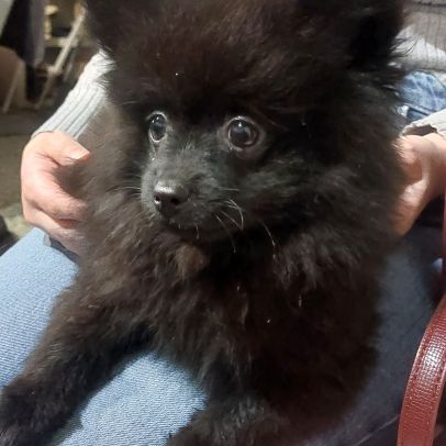 Chiot spitz nain/ pomeranian #1