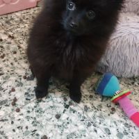 Chiot spitz nain/ pomeranian #2