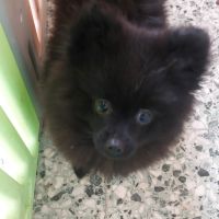 Chiot spitz nain/ pomeranian #3