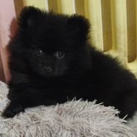 Chiot spitz nain/ pomeranian