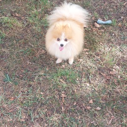 Spitz nain - pomeranian pour saillie #1