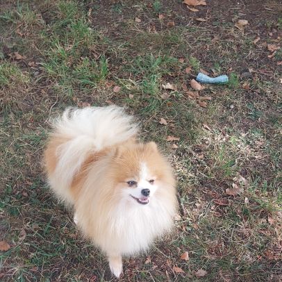 Spitz nain - pomeranian pour saillie #2