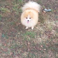 Spitz nain - pomeranian pour saillie #1