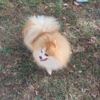Spitz nain - pomeranian pour saillie #3