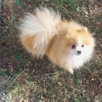 Spitz nain - pomeranian pour saillie