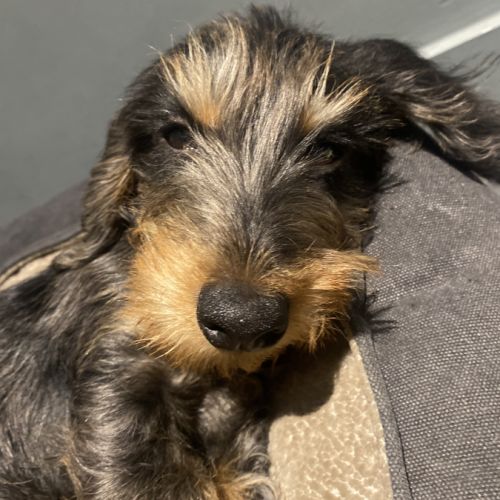 Cherche nouvelle famille pour notre teckel nain #2